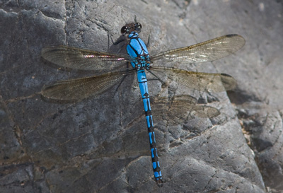 Diphlebia nymphoides